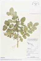 毛苦參藏品圖，第1張