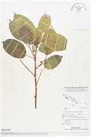 登錄號:BS02980藏品圖，第1張