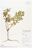 濱大戟藏品圖，第1張