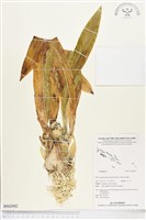 登錄號:BS02982藏品圖，第1張