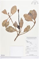 登錄號:BS02983藏品圖，第1張