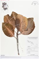 登錄號:BS02984藏品圖，第1張