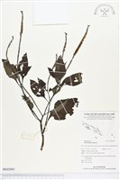 狗尾草藏品圖，第1張