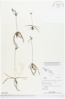 登錄號:BS02986藏品圖，第1張