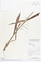 登錄號:BS02988藏品圖，第1張