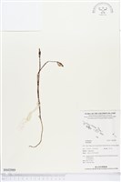 登錄號:BS02989藏品圖，第1張