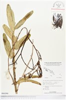 登錄號:BS02990藏品圖，第1張