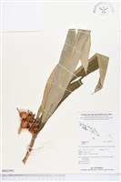 登錄號:BS02991藏品圖，第1張