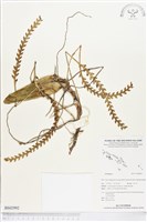 登錄號:BS02992藏品圖，第1張