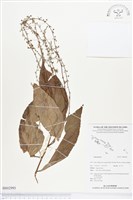 登錄號:BS02993藏品圖，第1張