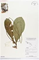 登錄號:BS02995藏品圖，第1張