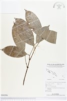 登錄號:BS02996藏品圖，第1張