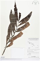 登錄號:BS02997藏品圖，第1張