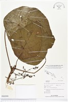 登錄號:BS02999藏品圖，第1張