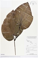 登錄號:BS03001藏品圖，第1張