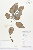 登錄號:BS03002藏品圖，第1張