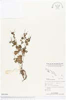 草胡椒藏品圖，第1張