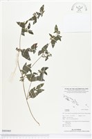 登錄號:BS03005藏品圖，第1張