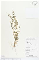 圓錐花遠志藏品圖，第1張