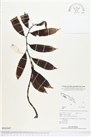 登錄號:BS03007藏品圖，第1張