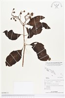 登錄號:BS03008藏品圖，第1張