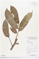 登錄號:BS03009藏品圖，第1張