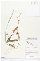 登錄號:BS03011藏品圖，第1張