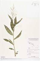 登錄號:BS03012藏品圖，第1張