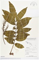 登錄號:BS03014藏品圖，第1張