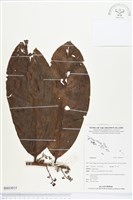 登錄號:BS03015藏品圖，第1張