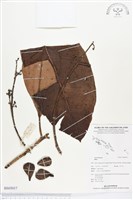 登錄號:BS03017藏品圖，第1張