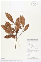 登錄號:BS03018藏品圖，第1張