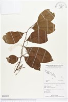 登錄號:BS03019藏品圖，第1張