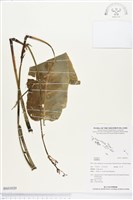 登錄號:BS03020藏品圖，第1張