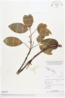 登錄號:BS03021藏品圖，第1張