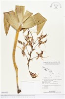 大鬼石斛蘭藏品圖，第1張