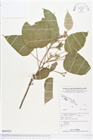 登錄號:BS03023藏品圖，第1張