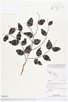 登錄號:BS03024藏品圖，第1張