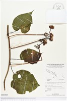 登錄號:BS03025藏品圖，第1張