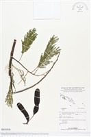 登錄號:BS03026藏品圖，第1張