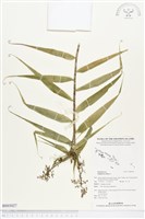 印度鞭藤、蘆竹藤、角仔藤藏品圖，第1張