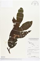 登錄號:BS03028藏品圖，第1張