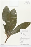 登錄號:BS03030藏品圖，第1張