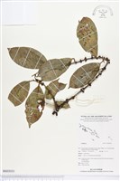 登錄號:BS03031藏品圖，第1張