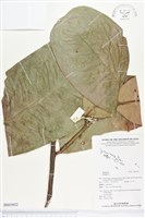 登錄號:BS03032藏品圖，第1張