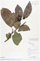 登錄號:BS03033藏品圖，第1張