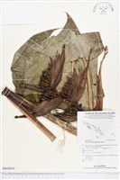 登錄號:BS03034藏品圖，第1張