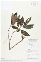 登錄號:BS03035藏品圖，第1張