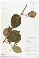 登錄號:BS03036藏品圖，第1張