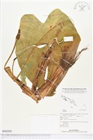 登錄號:BS03039藏品圖，第1張